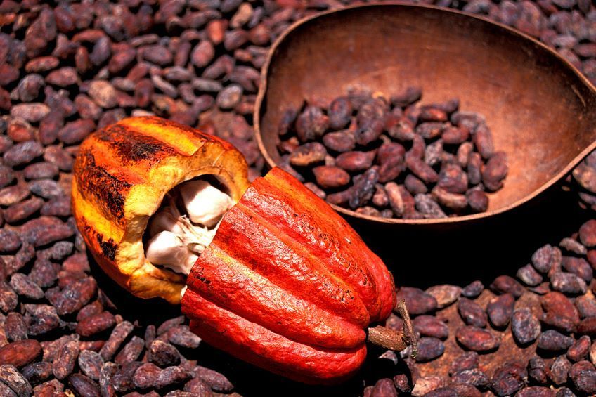 cabosse de cacao guadeloupe